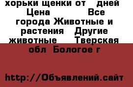 хорьки щенки от 35дней › Цена ­ 4 000 - Все города Животные и растения » Другие животные   . Тверская обл.,Бологое г.